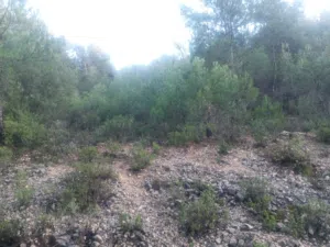 ارض للبيع في قرية عساف مساحة 4300متر سعر مميز 58000