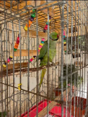 ببغاء دره اليف(التواصل واتساب )