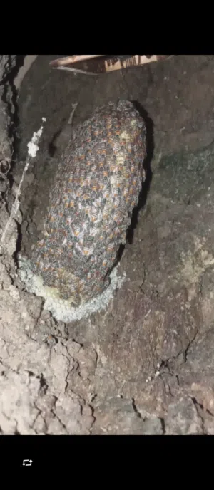 عسل عماني   ابو طويق