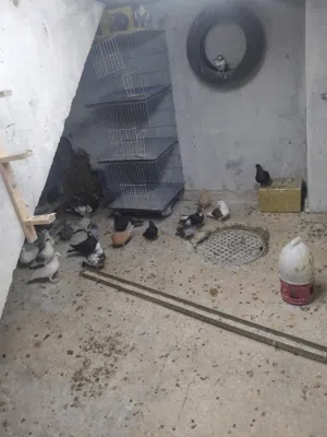 حمام مشكل للبيع كوم الثلاث في مجال انزل فيه