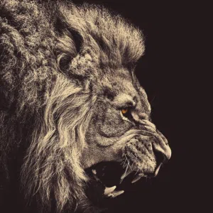 BOSS 