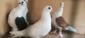 زوز كوبيات مصري