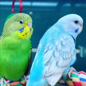 Colorful budgies for sale!! One budgie=50 AED!!Pairs also available!!If needed pls contact!!