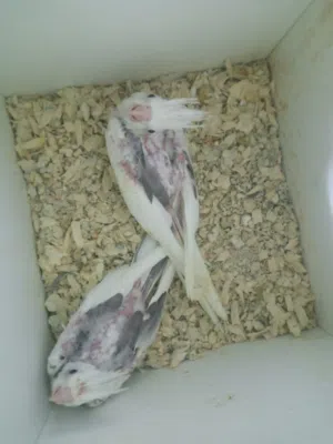 كوكتيل هيفي بايد بسكوتي ولبينو