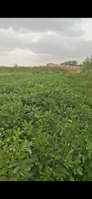 ‏تجارية ‏.‏ 1500 م٢‏1