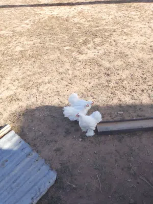 4 فراريج استرالي أبيض ثلجي