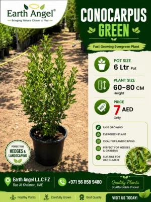 Conocarpus Green Plant – Fast Growing Evergreen Hedge Plant