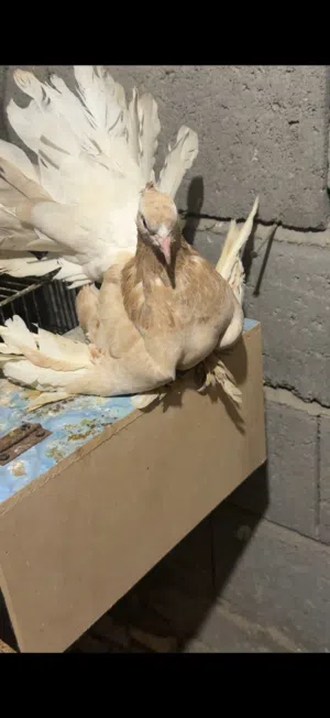 متاح  طيره فانتيل خط اول حجم ضخم
