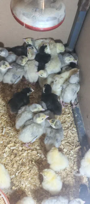 33 صوص حبش 12 صوص براهما كولومبي