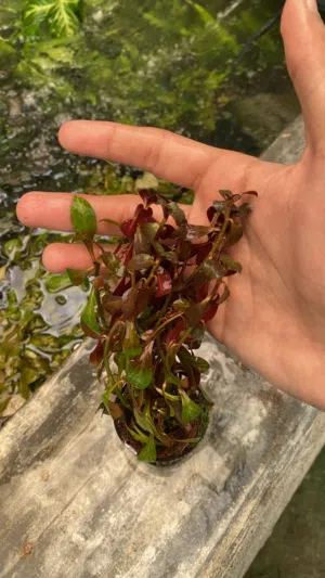 Fish and plants