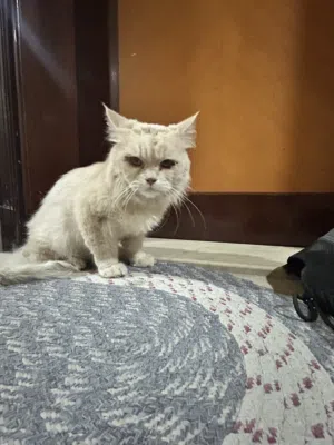 قط شيرازي للبيع العمر سنة و نصف