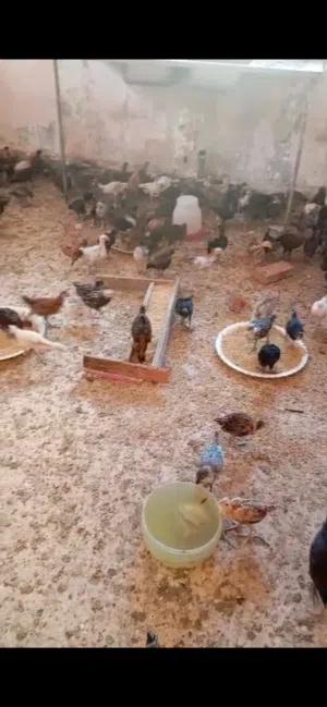 صوص بلدي للبيع في الاردن