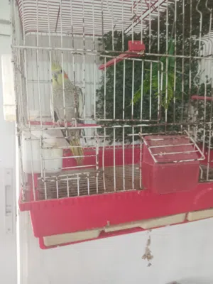 طيره كوكتيل شبه