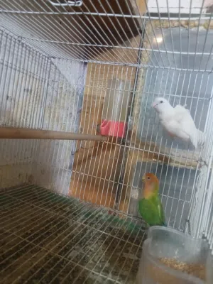 زوج غندوره