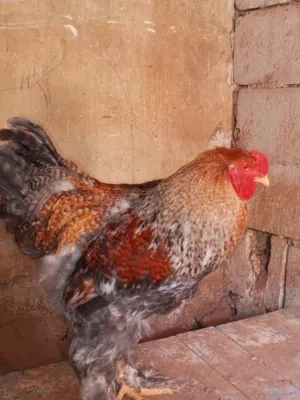 دجاج ديوك براهما براهمه