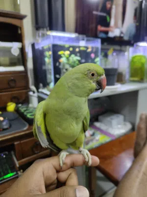 Green parrot