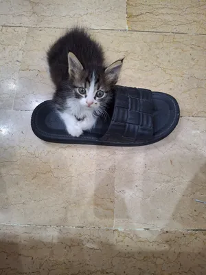 ‏أخرى‏3