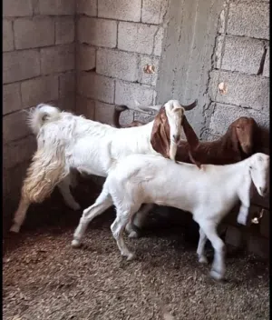 ماعز للبيع