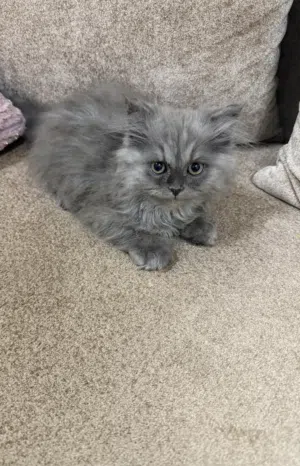 سكوتش ذكر للبيع عمر شهرين ونصف Vaccinated for 1year