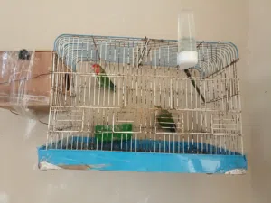 زوز كوبيات بركديلو مصوقرات للبيع