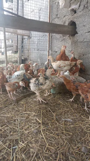 للبيع صيصان الفرنسي بيوم بدون تهجين  تابع الوصف