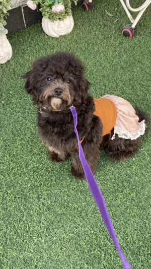 MALTIPOO AND POMERANIAN