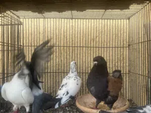 حمام عربي فرادي