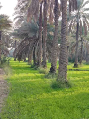 43 دنم طابو زراعي للبيع