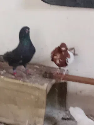 متاح حمام شغاله اقرا النص عمان جاوا