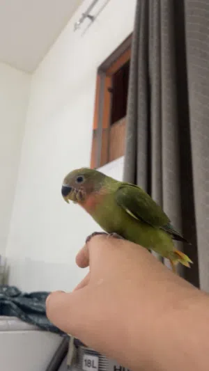 للبيع روز فرخ هدد داخلي وا خارجي طالع الفديو موجود اليف ينغر سرلاك الصحه 100