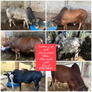 ثيران مطعومة للبيع أحجام مختلفة