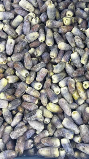 رطب وتمر نغال للبيع