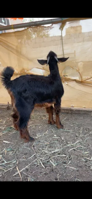 تيس عمره 6 شهور تارس فول