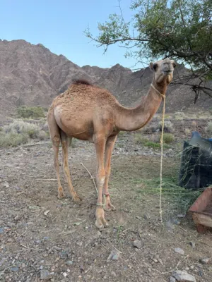 قعود الدار ما شاء الله