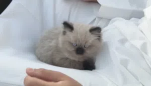 هملايا للبيع