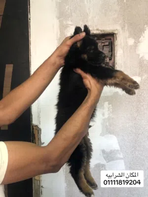 جرو جيرمن شيبرد اكسترا لونج هير