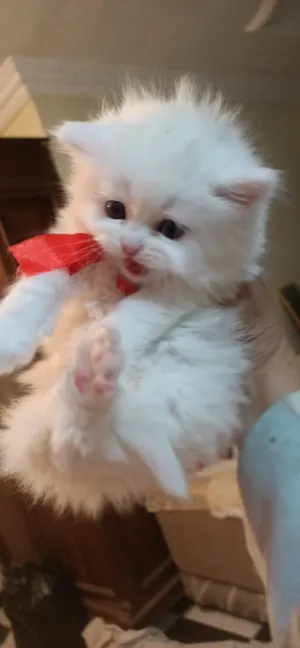 Persian0