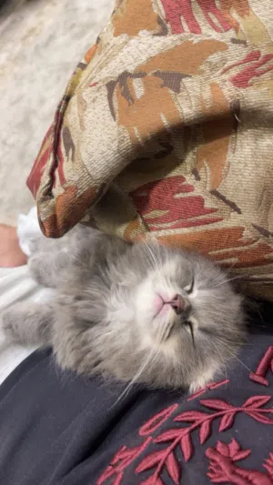 Scottish fold male kitten