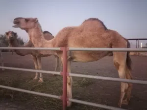 ناقة حايل سمين