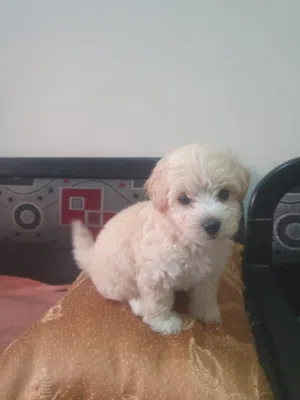 À vendre chien    Caniche  Bichon.