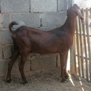 معزة قبرصية مهجنة