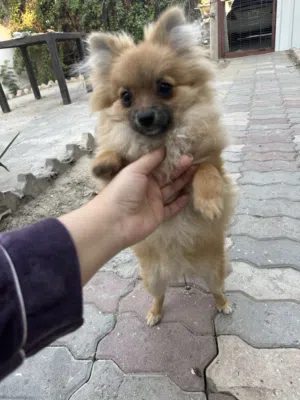Female Pomeranian for sale