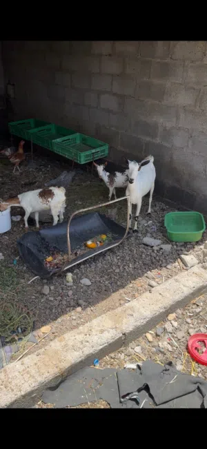 للبيع شاه مع تيس وبكره