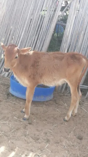 مطلوب بقره حليب 250