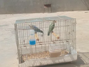 متوفر افروغ روز عمر 4اشهوور تباركه الله لنيته بيربي وبيدير كووبيه والله ميفووتها دكر ازرق انته خضر