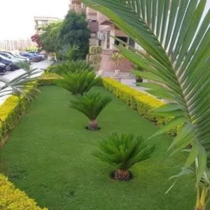 افضل انواع النجيله الطبيعيه لجميع الحدائق والفيلا بافضل الاسعار