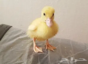 بطبوط بطه صوص مطعم