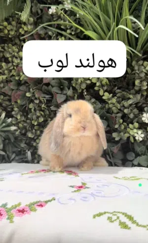 جميع انواع الارانب متوفره هولندي لوب هنقورا تيدي بير هوتوت قزم