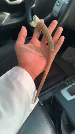 قرن غزال الي له خاطر