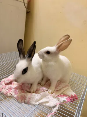 2 Rabbits